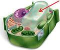 Image: vacuole