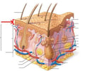 Image: epidermis
