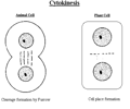 Image: Cytokinesis in animal vs. plant cells