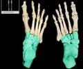 Image: tarsals