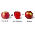 Image: Hybridization/Hybrid