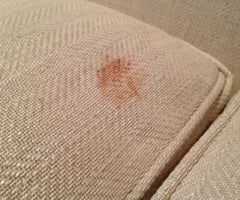Image: stain