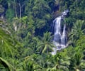 Image: tropical