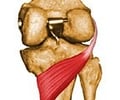 Image: Popliteus