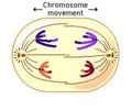 Image: Anaphase I