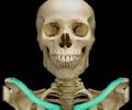 Image: clavicle