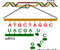 Image: transcription