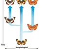 Image: punctuated equilibrium