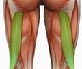 Image: Bicep Femoris